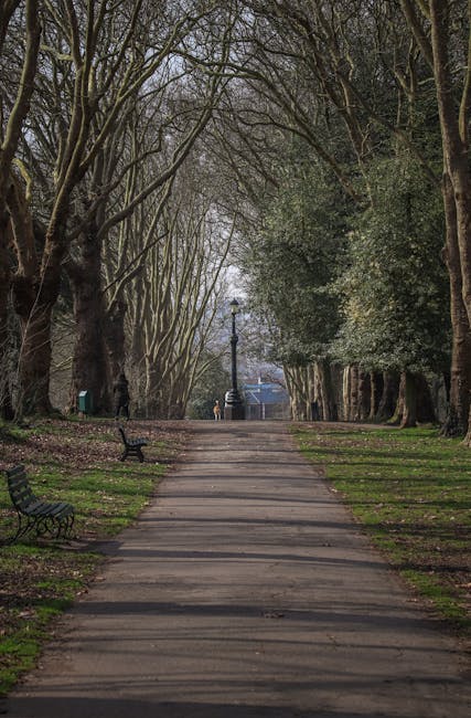 The image features a tranquil pathway in Cassiobury Park, lined with tall, leafless trees arching overhead, creating a natural canopy. The pathway is paved with wooden planks and flanked by wooden ben