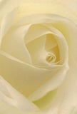Stepping into the very heart of this Watford cream-white rose, you feel as if surrounded by velvety petals-each one unfurling in a gentle spiral, their soft ivory glow whispering of new beginnings. Light plays silently between each layer, creating tranquil shadows that evoke the peace of an early morning stroll along the River Colne. The rose's exquisite texture, so fine it seems dusted with dew, is soothing to imagine beneath your fingertips, like fresh silk found at Watford's artisan markets. The close composition captures not only the flower's fragile beauty, but also the loving intention behind its arrangement-every petal placed with care to express reverence, admiration, or the promise of support through sympathy. The gentle luminosity and calm presence radiate comfort, making this a bloom that transcends occasion, whether offered in a loving tribute at a family gathering near Watford Palace Theatre or delivered as a quiet, heartfelt surprise to a friend nearby. The faintest essence of its pure, barely-there fragrance lingers in the imagination, embodying the artistry and care that defines each floral gift from a trusted Watford florist.
